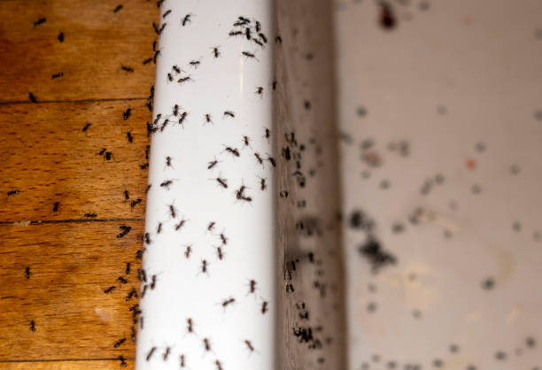 Best Pest Control Near Me  in Flagtown, NJ