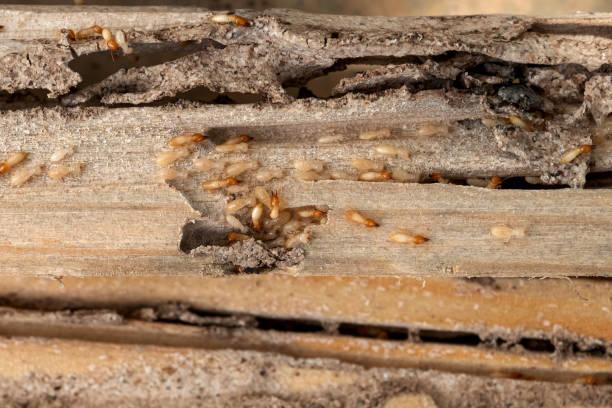 Best Residential Pest Control  in Flagtown, NJ